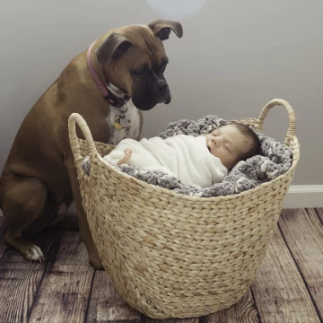 This is baby Jack and Sasha is his boxer dog. She was very interested in him and even cuddled him at one point during the session. I have a feeling these two will be best of friends.