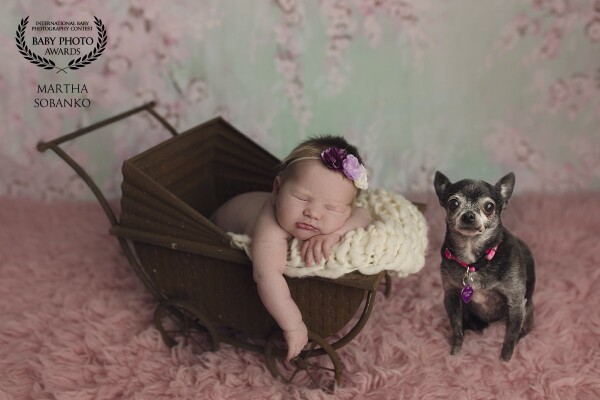 Mom and dad requested a photo of baby and their precious first "baby" who is getting older.  I love that the dog sat perfectly next to the carriage so I can capture this for the parents.