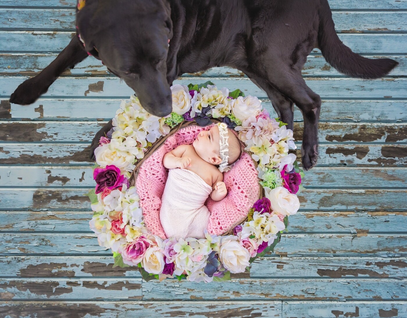 Meet Devon Simone and her best bud Remy ( Remy Martin).  I was so excited to use this wreath and to work with such a darling 6 week old girl! Devon Simone was so curious of her surroundings. 