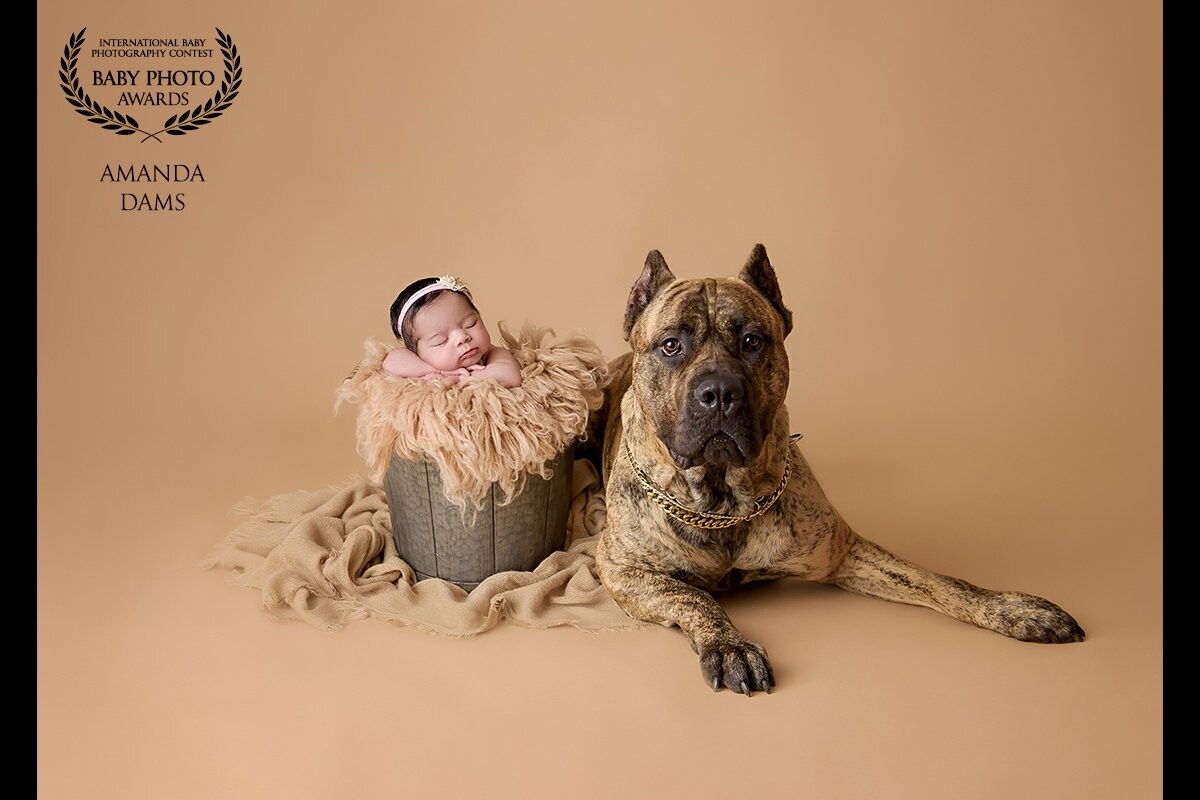 Babies and dogs are my two passions and I love to include furry friends in the photos, after all, they are family too! This guy was a proud BIG brother :)