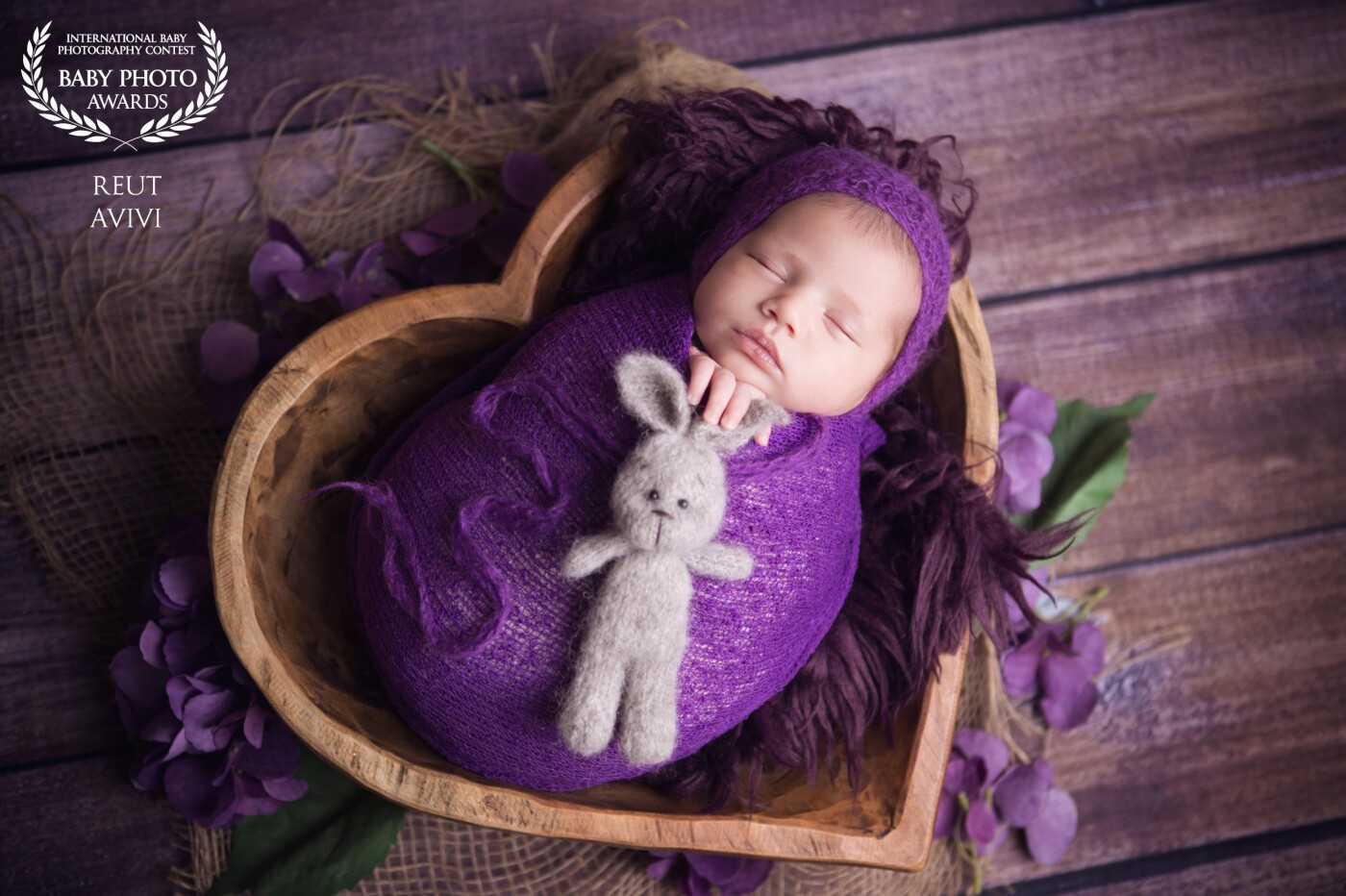 A stunning 3-week old Abigail, The little princess of the house, perfect in purple.