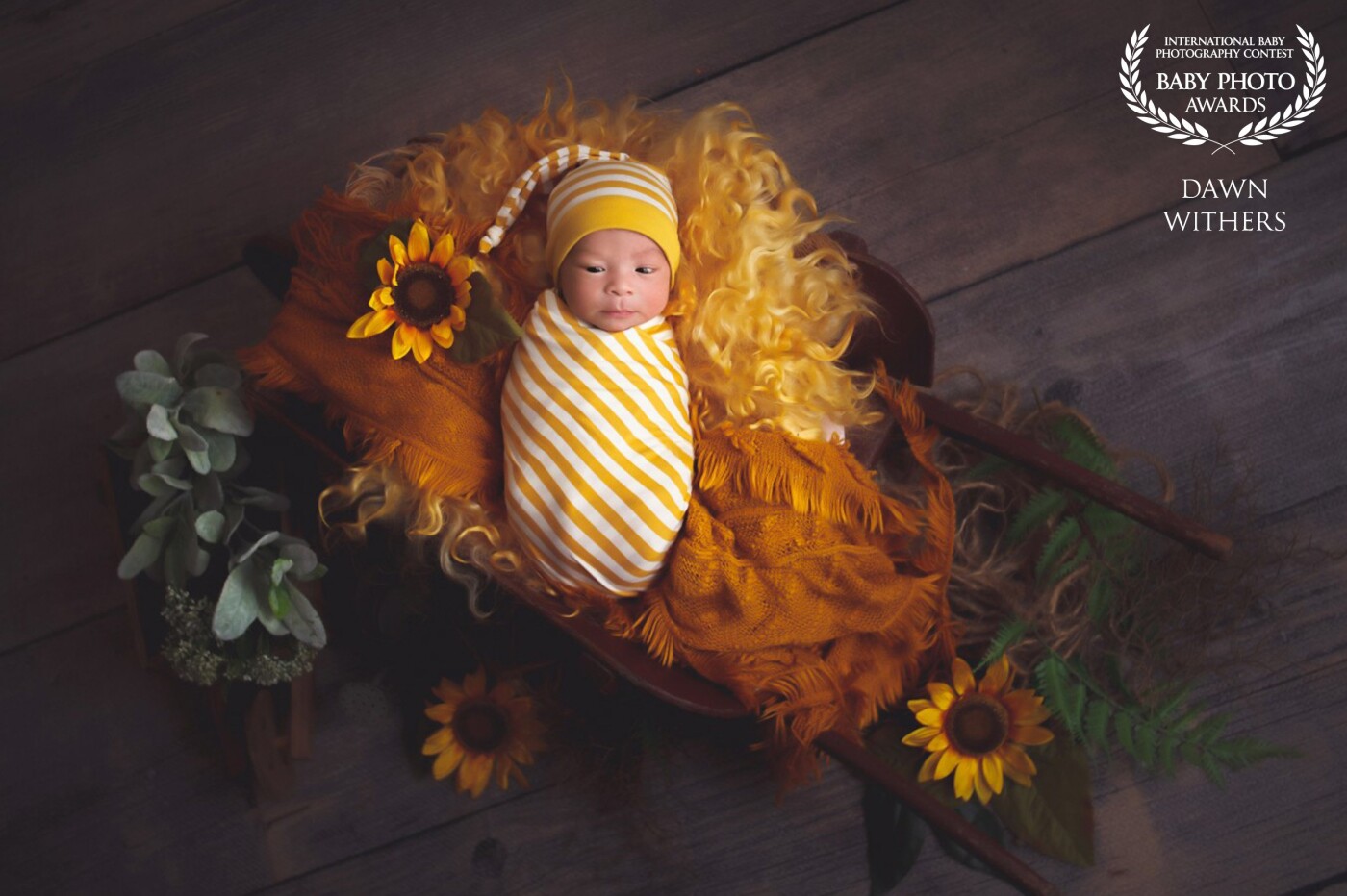 This little guys mom was due to come in for a late maternity session but we had to move it due to a bad snow storm. Then he arrived sooner than we anticipated! Mom loved yellow so I thought what better way to include it and add a little sunshine than to add some sunflowers to brighten up this image and highlight this adorable little guy. He is resting in a little antique wheelbarrow that my sister found at an antique market and bought for me. I added a slight matte look and finish a little vignette to make it a little more dramatic and moody.