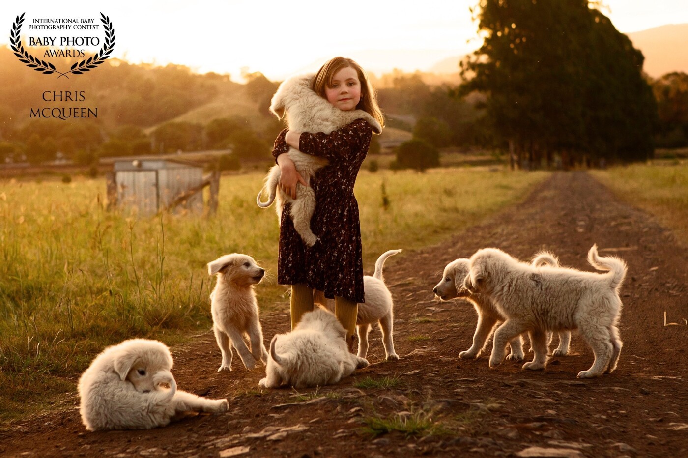 Aubrey holding onto her favourite puppy, Snowy. She just loves all the Maremma puppies. I just love the light before sunset. Always gorgeous.