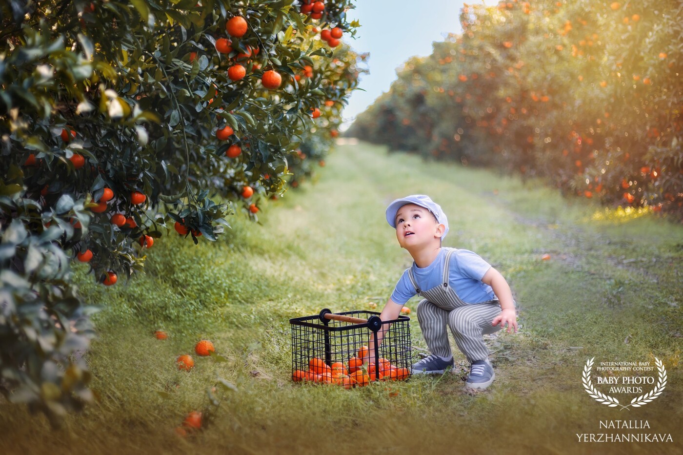 This was the first time the little boy saw mandarin fields. After moving from Arizona, he just discovered the magic of California's natural growing fruits.