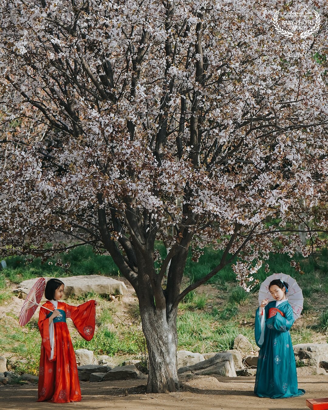 I take photos every spring. What is different this year is that they can all wear Han clothes. They are two sets of Han clothes of the same style and color. Two good friends like fairies are under this tree.