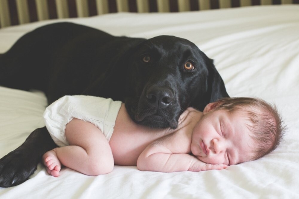 I met a family in South Carolina for a newborn session that wanted to do a photo of their new baby with their dog, just like a photo they saw on Pinterest. I was so nervous and eager to go above and beyond their expectations- and luckily, they had the most cooperative dog and calm, happy baby! I was able to capture this photo and a few others similar during this session.